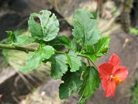 Hibiscus praeteritus fl3-t.JPG